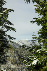 Naklejka premium Winter. Scenic winter forest showcases snowy mountains amidst evergreen trees