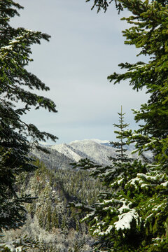 Winter. Scenic winter forest showcases snowy mountains amidst evergreen trees