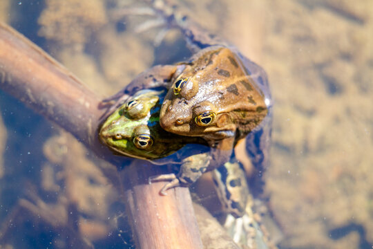 Green frog amphibian mating in spring in lakes and ponds