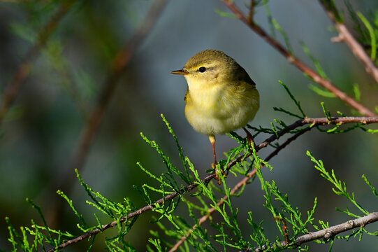 Willow warbler // Fitis (Phylloscopus trochilus)