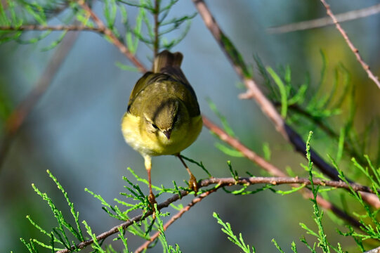 Fitis // Willow warbler (Phylloscopus trochilus)