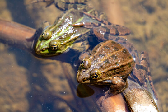 Green frog amphibian mating in spring in lakes and ponds