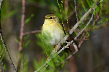 Obraz premium Willow warbler // Fitis (Phylloscopus trochilus)