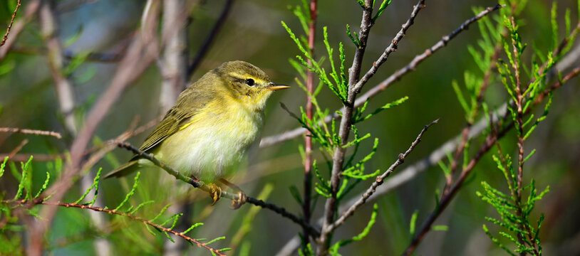 Willow warbler // Fitis (Phylloscopus trochilus)