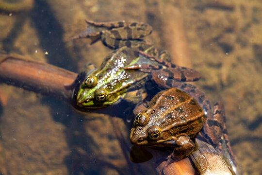 Green frog amphibian mating in spring in lakes and ponds