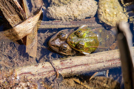 Green frog amphibian mating in spring in lakes and ponds