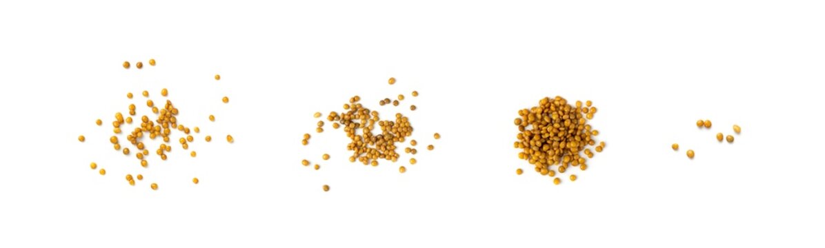 Cooked lentil, boiled green lentils