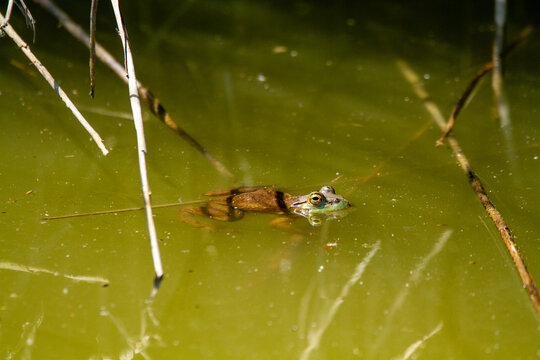 Green frog amphibian mating in spring in lakes and ponds