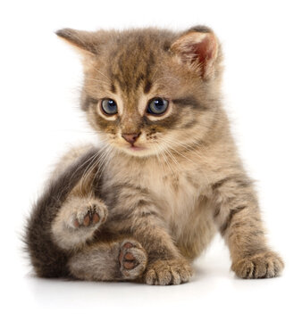 small grey tabby kitten sitting showing paw pad isolated on white background