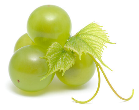 fresh green grapes with young leaves isolated on white background