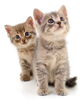 two small grey tabby kittens sitting together isolated on white background