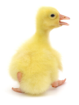 little yellow gosling with open beak isolated on white background