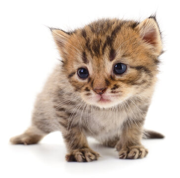 tiny newborn tabby kitten walking isolated on white background