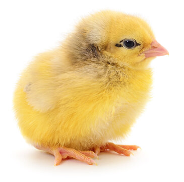 little yellow baby chick sitting isolated on white background