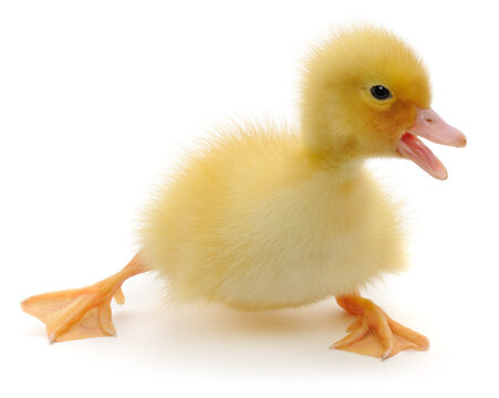 little yellow duckling stretching legs isolated on white background