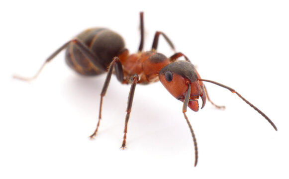 red wood ant macro closeup isolated on white background