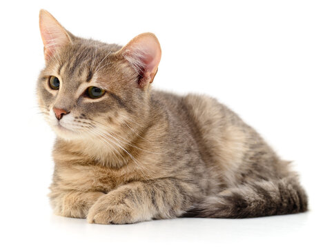 grey tabby cat lying down isolated on white background