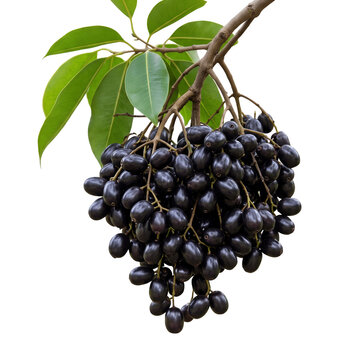black grapes isolated on white background