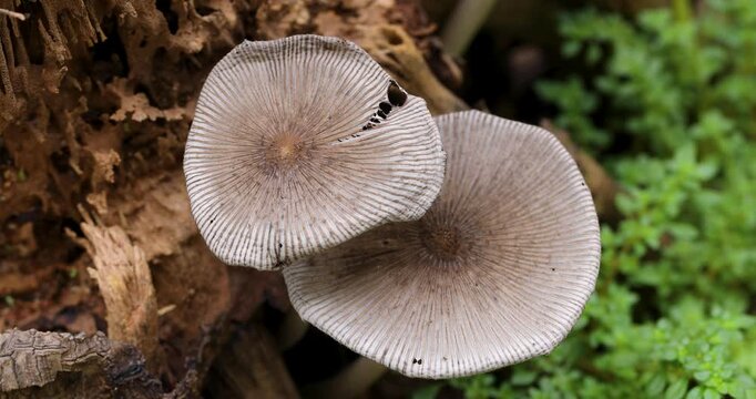 Coprinopsis atramentaria Mushrooms Growing on a Decaying Tree Stump During the Rainy Season