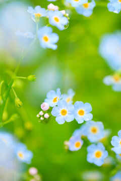 forget me not flowers