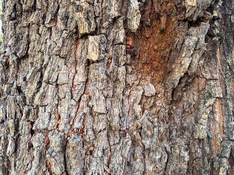 Detailed rough tree bark surface with orange brown tones