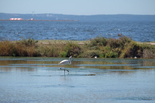 Flamands roses, Salins du Lion, Vitrolles, Provence Alpes C&ocirc;te d'Azur, France