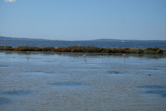 Flamands roses, Salins du Lion, Vitrolles, Provence Alpes C&ocirc;te d'Azur, France