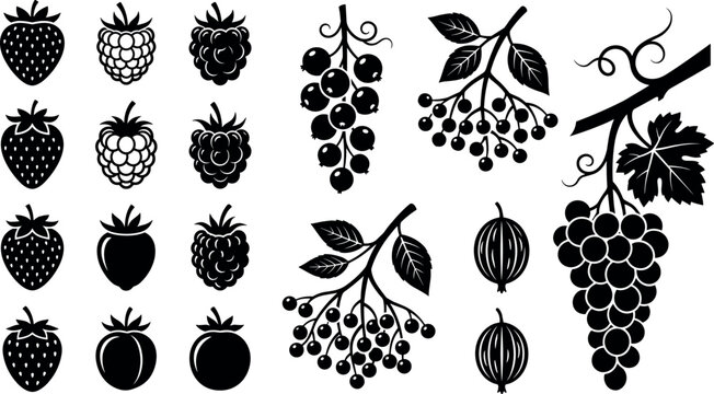 Fresh Berry and Grape Branch Black Silhouette Vector Icon Set with Strawberry, Raspberry, Currant, and Elderberry for Organic Food Graphic Designs