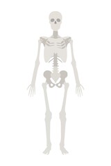 Fototapeta premium ANATOMY - Human Skeletal System Anatomical Body Map Showing Complete Skeleton.