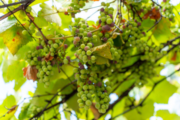 Clusters of unripe green grapes hanging from a vine in the sunlight © k_samurkas