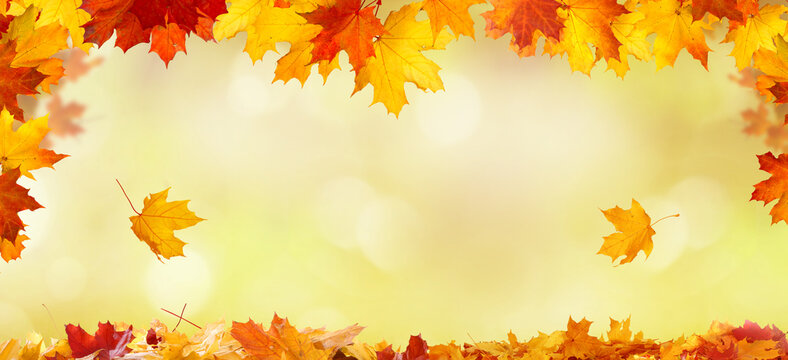  Dreamy autumn yellow foliage on a  bokeh background with copy space.

