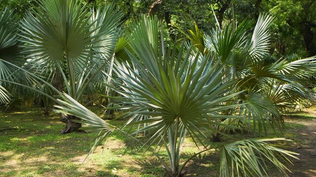 Fan palm trees growing in a morning park in New Delhi India