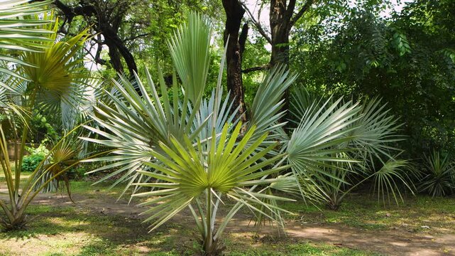 Fan palm trees growing in a morning park in New Delhi India