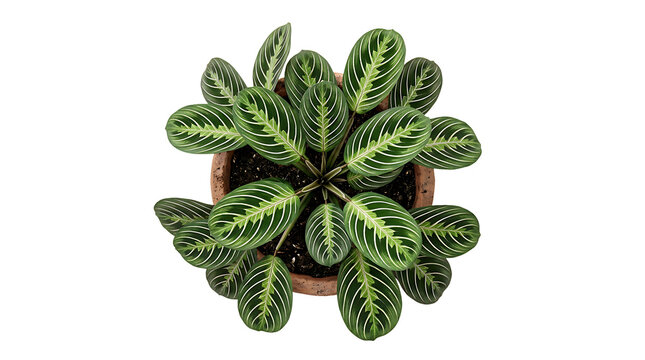 Maranta leuconeura 'Kerchoveana' Prayer Plant in terracotta pot - PNG cutout graphic, isolated on transparent background