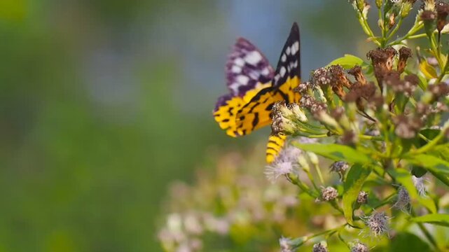False Tiger Moth (Dysphania Militaris) Feeding on Wildflowers