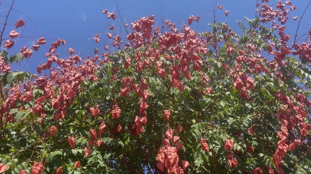 Low angle view of golden rain tree branches with pink paper lantern seed pods sway in wind under clear blue sky during sunny summer afternoon. High quality 4k footage