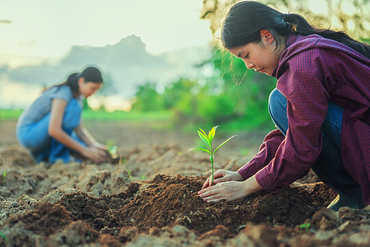 
Woman plants young tree in rich soil