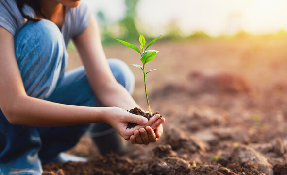 Sunlight glows softly over tilled earth