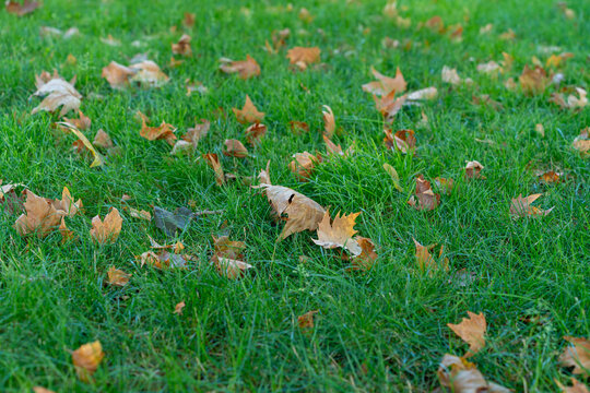 Autumn leaves scattered on a vibrant green lawn with dappled sunlight
