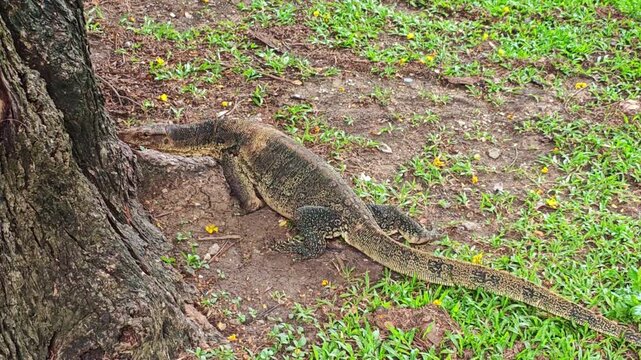 Large monitor lizard advances past tree base on patchy ground. Reptile follows outdoor path through grass and dirt, showing deliberate movement in quiet natural setting with tense alertness.