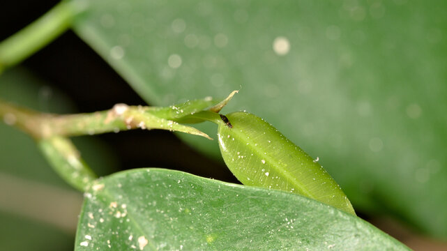 Close-up of a thrips on a young green leaf.