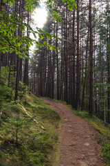Winding dirt trail through tall pine tree forest in summer sunlight © Tom