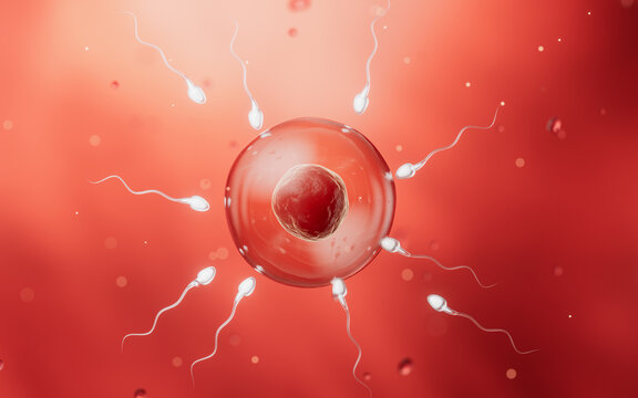 The union of sperm and an egg cell, 3d rendering.
