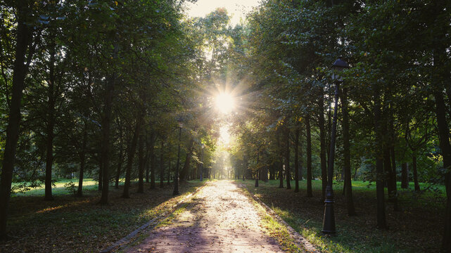 A peaceful landscape in a beautiful park, sun glints during the golden hour.