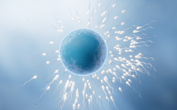 The union of sperm and an egg cell, 3d rendering.