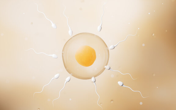 The union of sperm and an egg cell, 3d rendering.