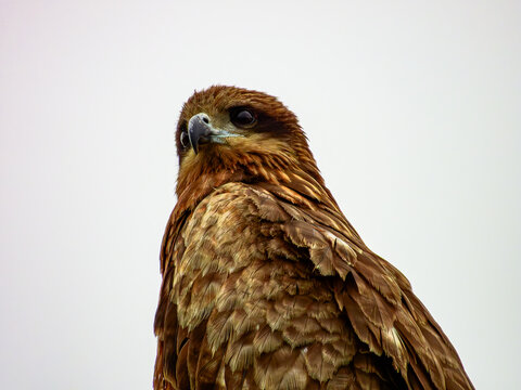Black  kite