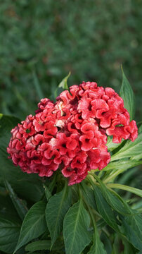 Celosia or cockscomb flowers in the garden