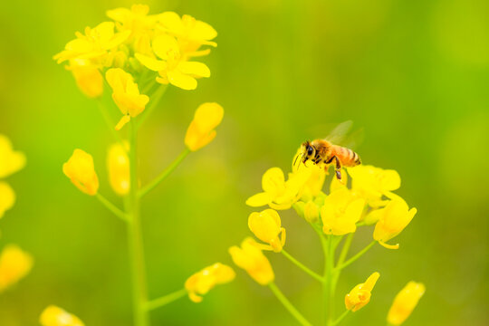 bee on yellow flower