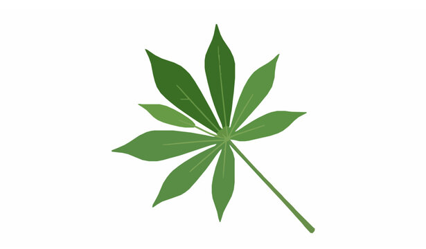 Green Cassava Leaf Cluster Botanical Vector